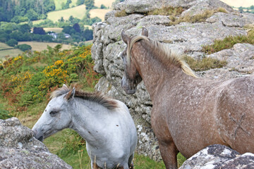 Dartmoor ponies on Meldon Hill	