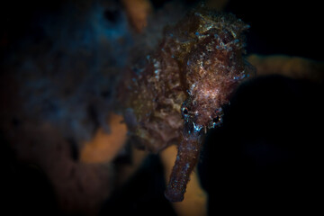 Close up detail portrait of common seahorse - hippocampus kuda 