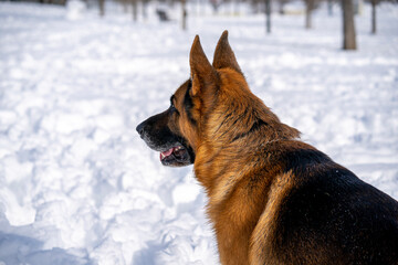 German Shepherd Dog running and playing in the snow.