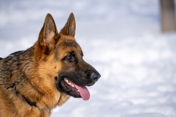 German Shepherd Dog running and playing in the snow.