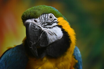 blue and yellow macaw ara