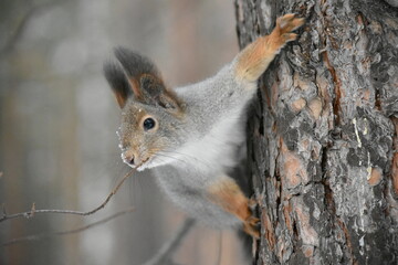 squirrel in the park