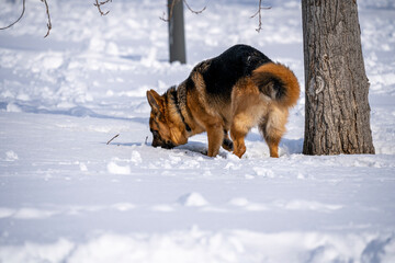 German Shepherd Dog running and playing in the snow.