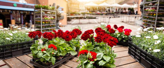 Fototapeta na wymiar Flowers in pots at the market. Flower market, shop on a city street. Gardening.