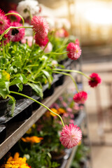 Obraz premium Daisy seedlings flowers at the market. Gardening.
