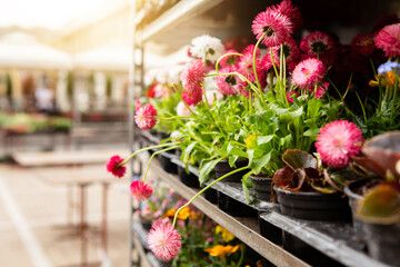 Daisy seedlings flowers at the market. Gardening.