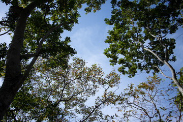 The Blue Sky In A Gap Between Trees