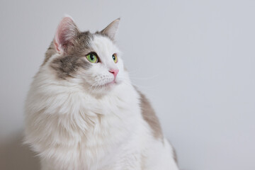Fototapeta na wymiar 白背景に座っている白猫が目線を外している