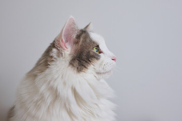 Fototapeta na wymiar 白背景に座っている白猫の横顔のアップ