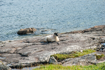 A Suffolk sheep resting on the rock s on the shore of Atlantic Ocean, Barra Island, Outer Hebrides,...