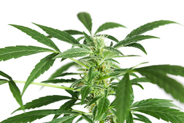 Lush Green Cannabis Plant on White Background