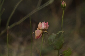 Last two roses of season 
