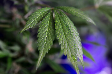 Lush Green Cannabis Plant on Black Background