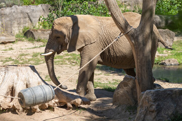 A young elephant stands in a corral in captivity.