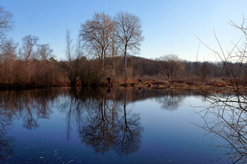 Obraz premium forest workers in Fontainebleau forest. Coquibus pond