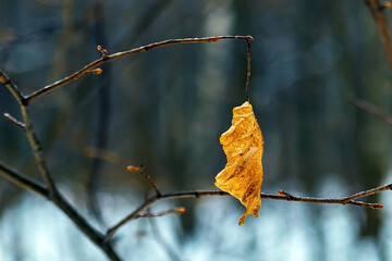 The last yellow leaf on the branch