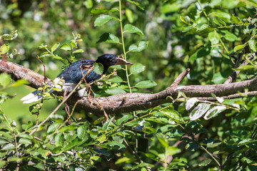Black Whistling Hornbill - Bycanistes fistulator sitting on a branch in green bushes.