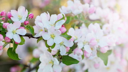 Apple blossoms. White apple blossoms on a light background