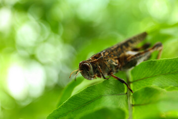 Brown grasshopper on tree branch in garden. Space for text