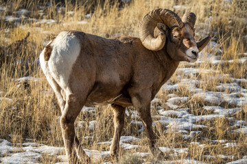 Fototapeta premium Big Horn Ram