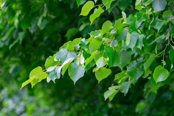 Fototapeta na wymiar Linden branch with green leaves on a dark background, summer background