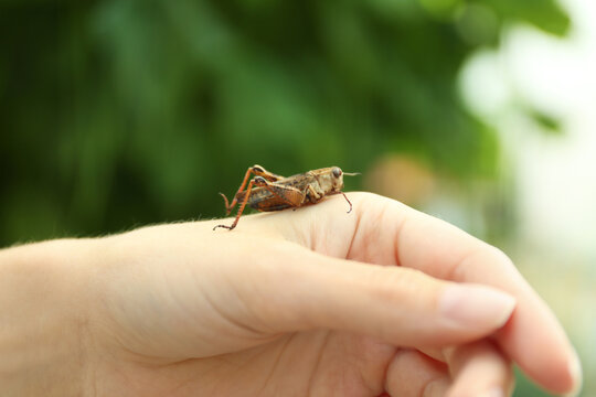 Woman with brown grasshopper outdoors, closeup view