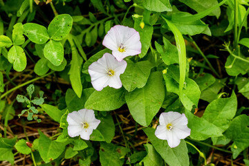 Field flowers convolvulus arvensis among the greens. Weeds in the garden