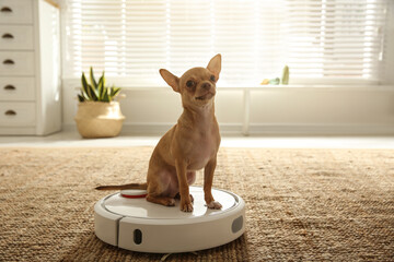 Modern robotic vacuum cleaner and Chihuahua dog on floor at home