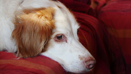 Brittany dog (Bretonenspaniel, Epagneul breton) liegt entspannt auf der Couch zuhause und sieht...