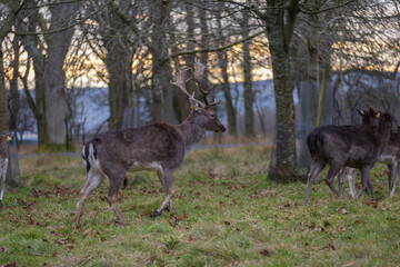 Wild young deer in Phoenix Park, Dublin, Ireland