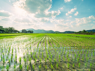 Fototapeta na wymiar wide angle scence of rice field front of mountain over blue sky with white clouds reflection on water a beautiful in nature of whole grains sprouts farming in Thailland
