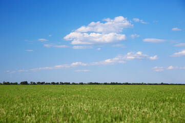 Picturesque view of beautiful field with grass on sunny day