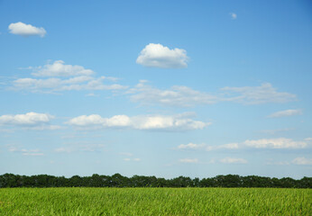 Picturesque view of beautiful field with grass on sunny day