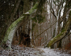 Two crooked trees with a path between them and snow on the ground