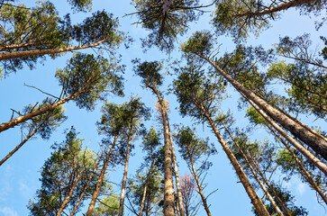 Bottom view of tall old tress in evergreen forest