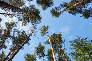Bottom view of tall old tress in evergreen forest