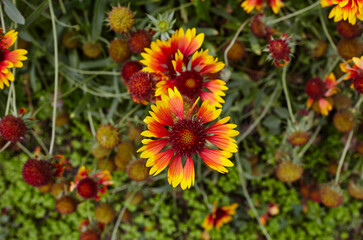A wonderful bright red Gaillardia flower or blanketflower (Gaillardia aristata or pulchella)  with yellow details on the petals