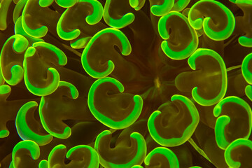 Close up colorful detail of coral polyps