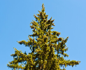 A lot of cones on the branches of spruce