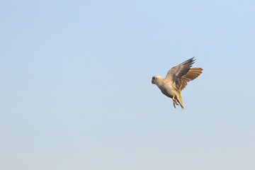 Small parrot flying in the sky.