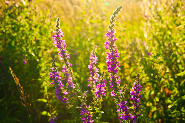 Summer evening. Field with flowers at sunset (backlight)