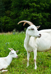 domestic goats in the meadow