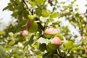 many apples on apple-tree branches in summer day
