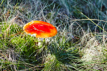 Toxic and hallucinogen mushroom Fly Agaric in grass on autumn forest background