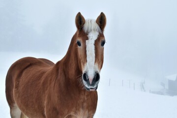 Nahaufnahme eine braunes Pferdes mit weißer Blesse im Winter