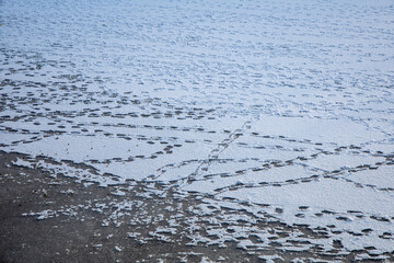 Frozen pond with a snow layer and many animal tracks in the snow