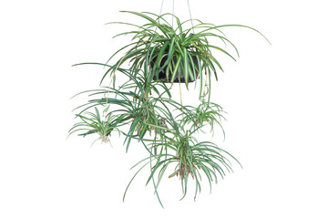 Spider Plant or Chlorophytum bichetii (Karrer) Backer hanging in black plastic pot isolated on white background included clipping path.