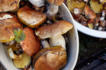 Dirty, unpeeled Boletus and Suillus mushrooms in bucket. Picking wild mushrooms in autumn forest