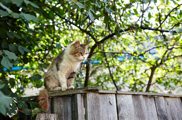 Gray and white cat sitting on the fence