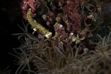 Obraz na płótnie Canvas Colorful nudibranch on coral reef